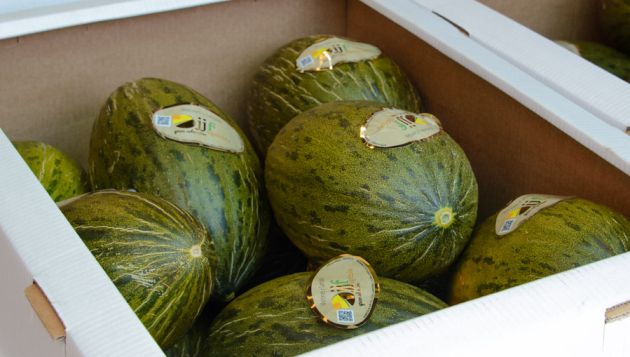 Imagen de melones preparados para su comercialización Imagen de melones preparados para su comercialización