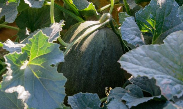 Imagen de un melón en la mata Imagen de un melón en la mata