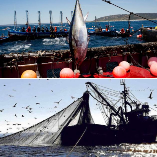 Faenas de pesca en aguas andaluzas durante 2020 Faenas de pesca en aguas andaluzas durante 2020