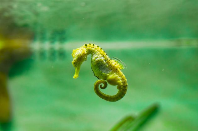 Objetivo: proteger a los caballitos de mar en el Mediterráneo Objetivo: proteger a los caballitos de mar en el Mediterráneo