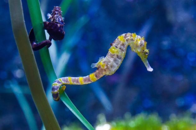 Objetivo: proteger a los caballitos de mar en el Mediterráneo Objetivo: proteger a los caballitos de mar en el Mediterráneo