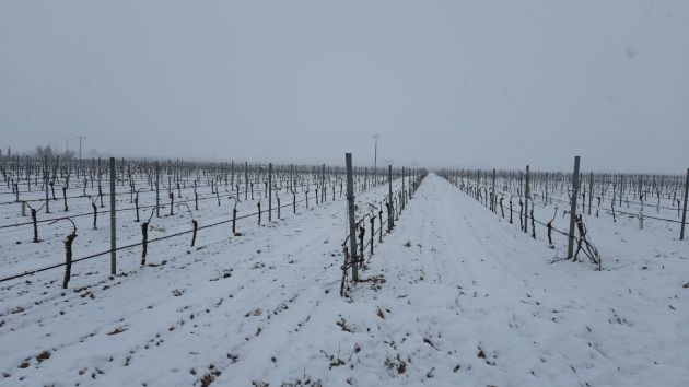 Viñedos en El Pedernoso Viñedos en El Pedernoso