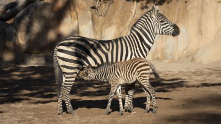 La cebra Filomena, primer nacimiento del 2021 en BIOPARC València La cebra Filomena, primer nacimiento del 2021 en BIOPARC València