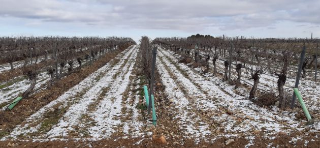 Viñedo con nieve tras el paso de Filomena Viñedo con nieve tras el paso de Filomena