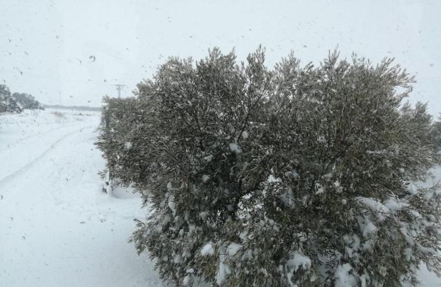 Imagen de olivos durante la nevada que también se dejó notar en Castilla La Mancha Imagen de olivos durante la nevada que también se dejó notar en Castilla La Mancha