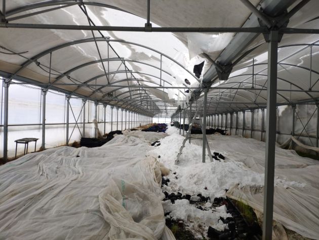 Daños en invernadero para planta de espárrago en Fontanar Daños en invernadero para planta de espárrago en Fontanar