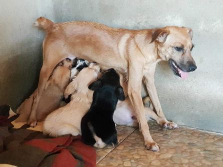 Una perra y sus cachorros, en las instalaciones del refugio de animales de Puertollano Una perra y sus cachorros, en las instalaciones del refugio de animales de Puertollano