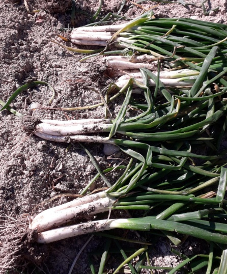 Los primeros calçots recolectados en, Eco Huerto Sax Los primeros calçots recolectados en, Eco Huerto Sax
