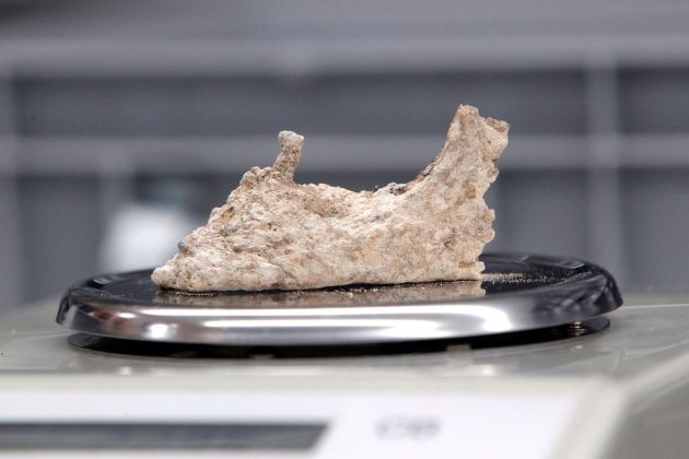 Detalle de uno de los restos óseos enviados por el MARQ al Instituto Max Planck de Jena Detalle de uno de los restos óseos enviados por el MARQ al Instituto Max Planck de Jena