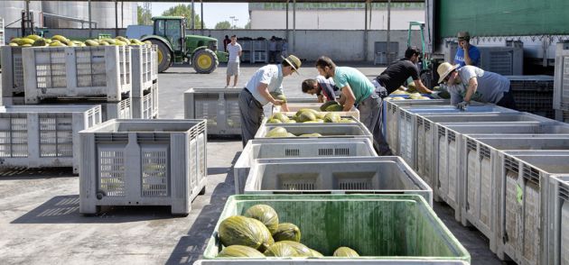Foto de archivo de la campaña del melón Foto de archivo de la campaña del melón