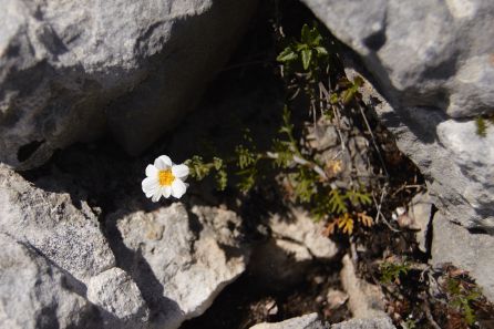 Imagen de la especie críptica descubierta en este trabajo, en la Sierra de Toloño (La Rioja) Imagen de la especie críptica descubierta en este trabajo, en la Sierra de Toloño (La Rioja)
