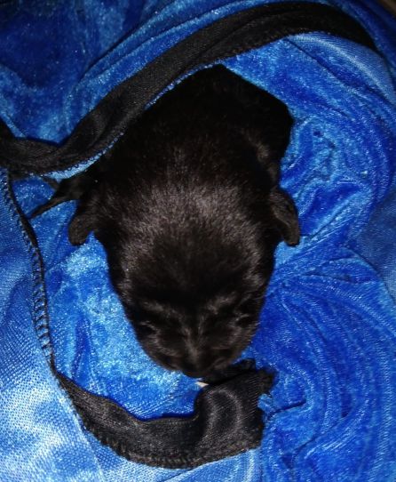 El cachorro que sobrevivió está recibiendo los cuidados de un vecino de Lanzarote que se ha hecho cargo de él. El cachorro que sobrevivió está recibiendo los cuidados de un vecino de Lanzarote que se ha hecho cargo de él.