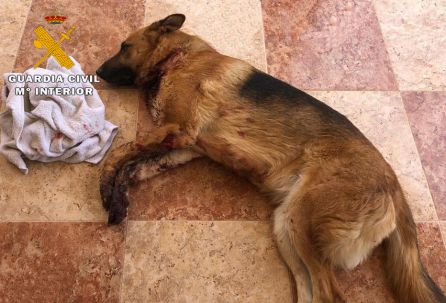 Imagen del perro maltratado. Imagen del perro maltratado.