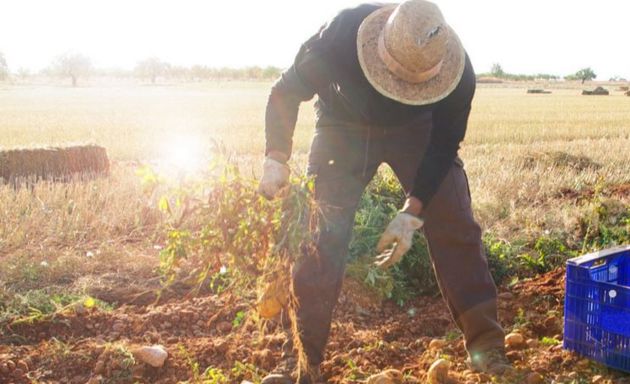 La empresa cultiva las patatas en San Clemente. La empresa cultiva las patatas en San Clemente.