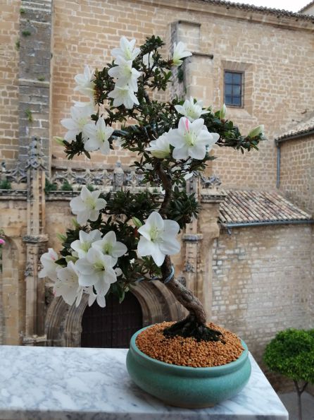 Bonsái robado desde un balcón de un segundo piso en el Claro de San Isidoro, Úbeda Bonsái robado desde un balcón de un segundo piso en el Claro de San Isidoro, Úbeda