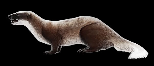 Reconstrucción del aspecto en vida de Martellictis ardea, exhumado en el yacimiento orcense de Fuente Nueva-3 Reconstrucción del aspecto en vida de Martellictis ardea, exhumado en el yacimiento orcense de Fuente Nueva-3