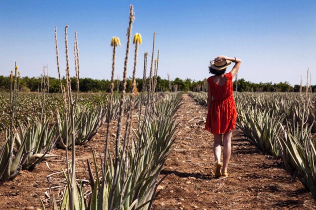 Plantación de Aloe Vera en Las Coronas, Carmona. Plantación de Aloe Vera en Las Coronas, Carmona.