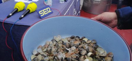 Chirlas recién salidas de la mar y cocinadas durante la emisión en directo del programa "Hoy por Hoy Huelva" de la SER dedicado al sector pesquero Chirlas recién salidas de la mar y cocinadas durante la emisión en directo del programa "Hoy por Hoy Huelva" de la SER dedicado al sector pesquero