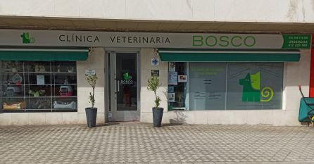 El mejor cuidado para los felinos de la casa El mejor cuidado para los felinos de la casa