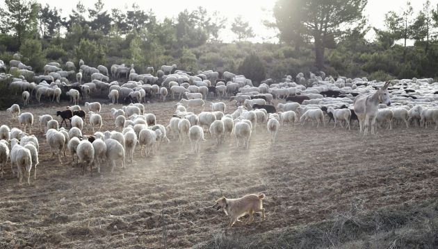 La perra Pastora y la burra Revoltosa con el ganado. La perra Pastora y la burra Revoltosa con el ganado.