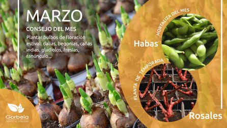Consejo y plantas de temporada Consejo y plantas de temporada