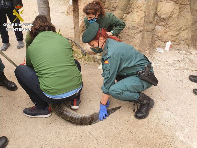 El servicio del SEPRONA de la Guardia Civil halla a un caimán en una finca de Sax El servicio del SEPRONA de la Guardia Civil halla a un caimán en una finca de Sax