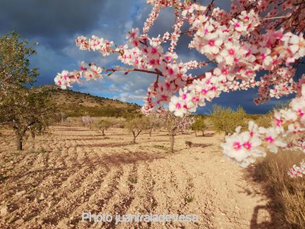 Campos de almendros en flor en Zarzadilla de Totana. Campos de almendros en flor en Zarzadilla de Totana.