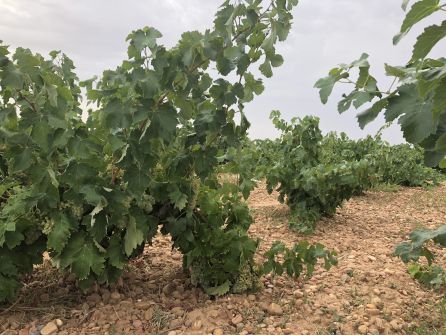 Viñedos de la Manchuela Viñedos de la Manchuela