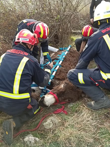 Un veterinario durmió a Olivia para que no se asustase durante el rescate. Un veterinario durmió a Olivia para que no se asustase durante el rescate.