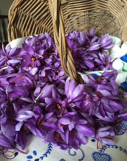 Cesta con flores de azafrán. Cesta con flores de azafrán.