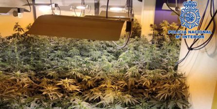 Imagen de la otra plantación Imagen de la otra plantación