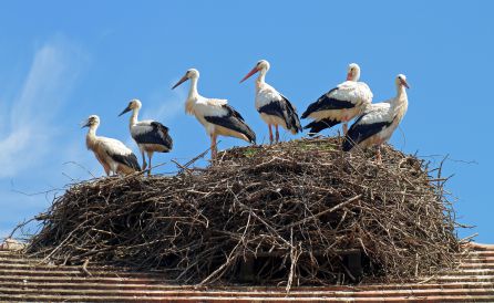 Cigüeñas en un tejado de Córdoba Cigüeñas en un tejado de Córdoba