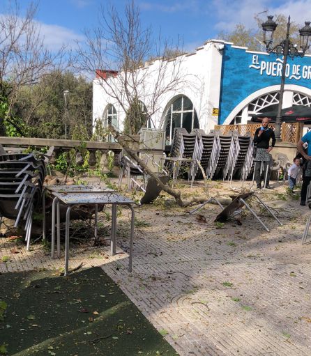 El árbol impactó con algunas mesas y sillas de la terraza del establecimiento El árbol impactó con algunas mesas y sillas de la terraza del establecimiento