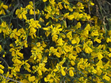 Piornos en flor Piornos en flor