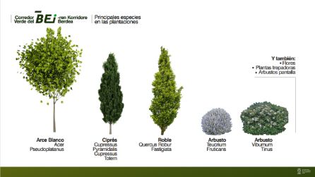 Principales especies en las plantaciones del recorrido del BEI Principales especies en las plantaciones del recorrido del BEI