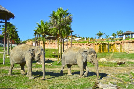 Elefantes en el parque Terra Natura Benidorm Elefantes en el parque Terra Natura Benidorm