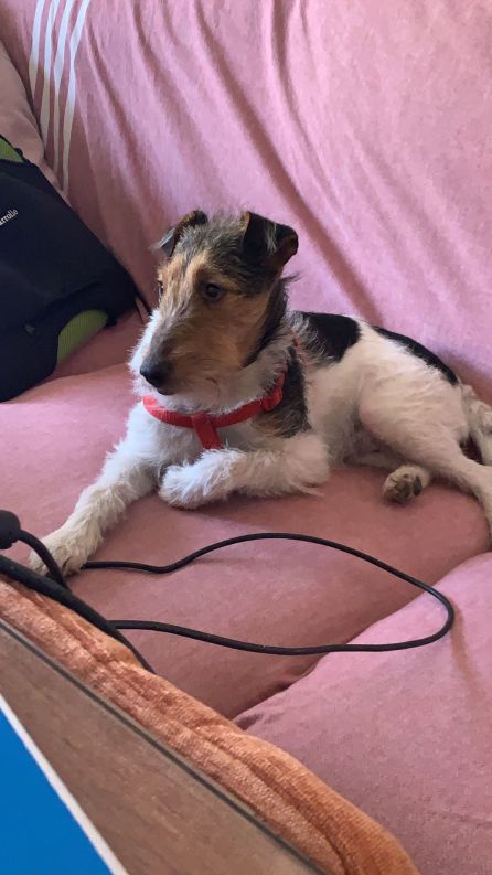 Este es Berlín, el perrito de Teresa Velasco Este es Berlín, el perrito de Teresa Velasco