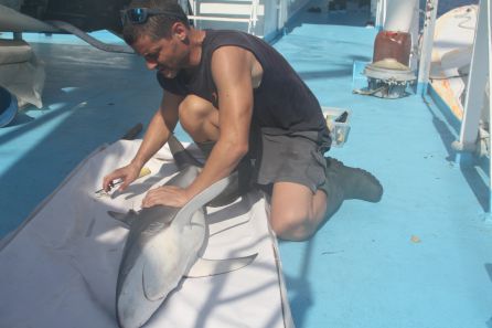 Científico marcando un ejemplar de tiburón sedoso Científico marcando un ejemplar de tiburón sedoso