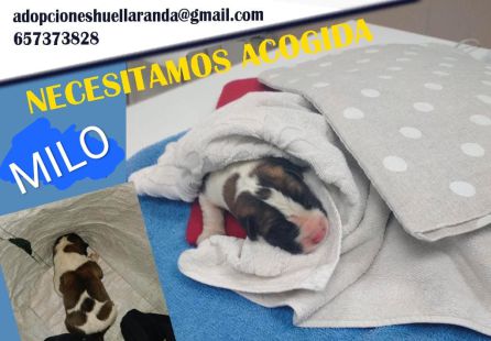 Milo busca familia Milo busca familia