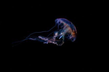 Pelagia noctiluca con un plástico azul en su interior Pelagia noctiluca con un plástico azul en su interior