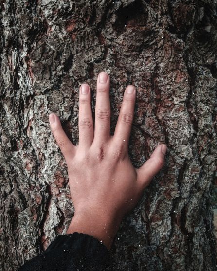 Una persona toca la corteza de un árbol Una persona toca la corteza de un árbol