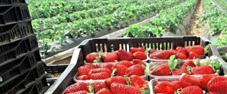 Campos de fresas Campos de fresas