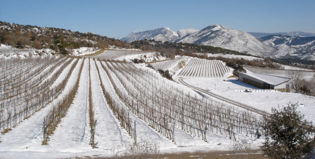 Viñedos de Castell d'Encus en los Pirineos Viñedos de Castell d'Encus en los Pirineos