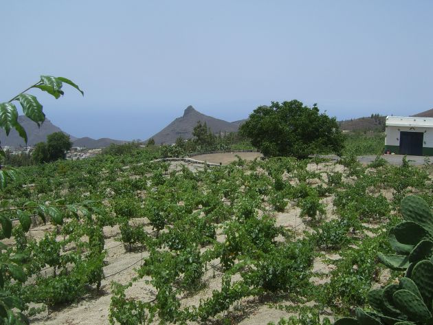 Bodegas Reveron, en Tenerife Bodegas Reveron, en Tenerife