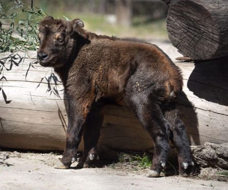 La cría de takin es uno de los acontecimientos mundiales que se puede ver en la instalación La cría de takin es uno de los acontecimientos mundiales que se puede ver en la instalación
