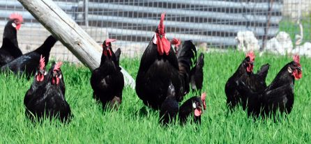 Gallina castellana negra Gallina castellana negra