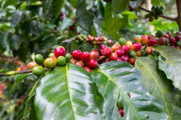 Plantas de café en Nicaragua Plantas de café en Nicaragua