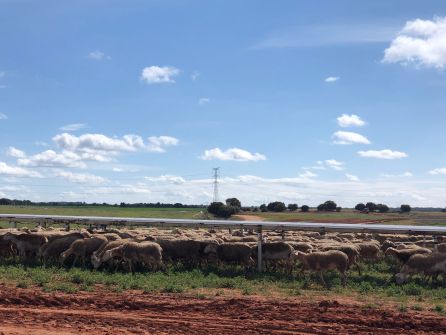 Rebaño pastando bajo las placas solares en Valverdejo Rebaño pastando bajo las placas solares en Valverdejo