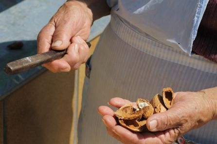 Las manos de Amparo Conesa, sosteniendo a sus 88 años el clavo de hierro que utilizó para partir miles de almendras y que todavía conserva, al igual que la habilidad para utilizarlo. 2021 Las manos de Amparo Conesa, sosteniendo a sus 88 años el clavo de hierro que utilizó para partir miles de almendras y que todavía conserva, al igual que la habilidad para utilizarlo. 2021