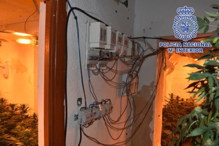 Detalle de la instalación eléctrica de la plantación de marihuana. Detalle de la instalación eléctrica de la plantación de marihuana.